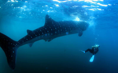 Paket Tour Sumbawa 3 Hari 2 Malam (A)