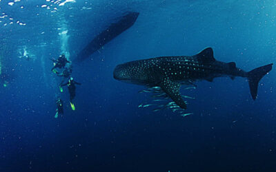 Paket Tour Sehari Hiu Paus Teluk Saleh